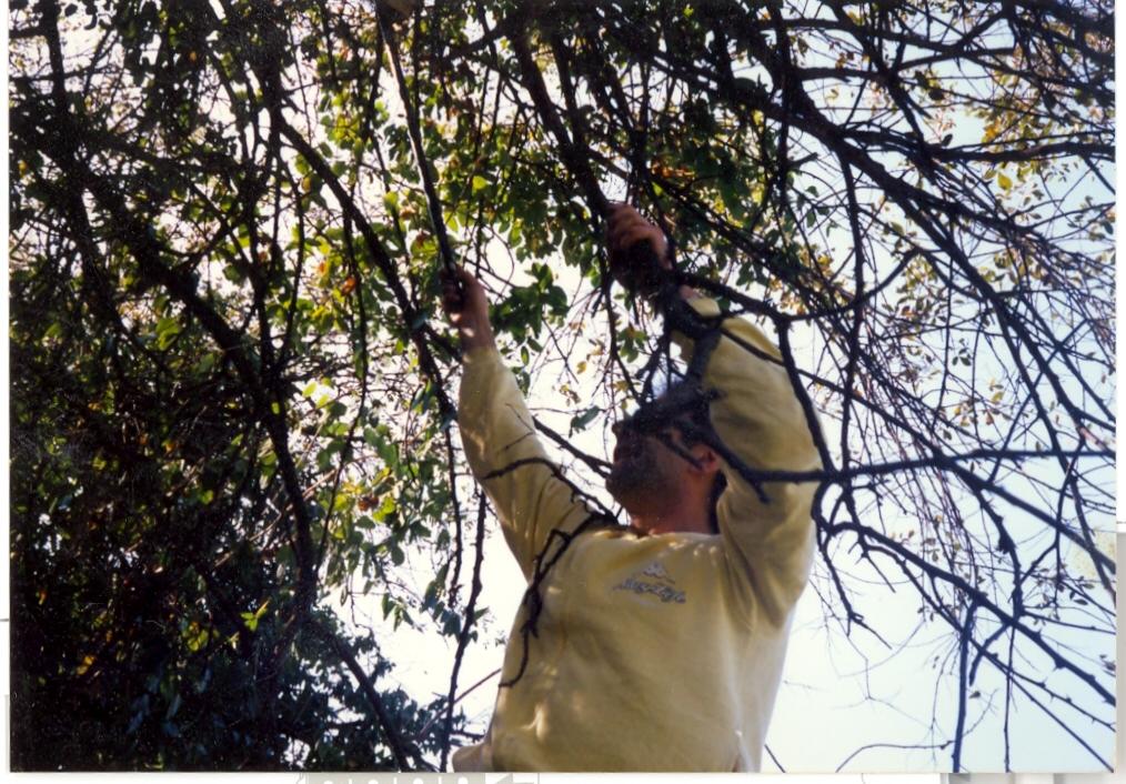 Shaking the Tree