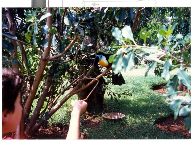 Feeding a Toucan