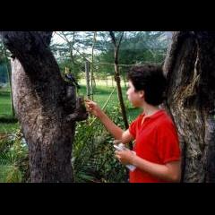 Crested Barbet in tree.Didn't fly away