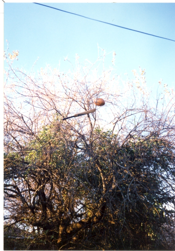 The Cricket Bat also got stuck in the Tree trying to dislodge the Rugby Ball