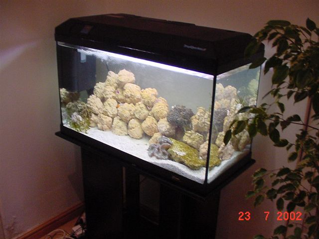 First Fish Tank